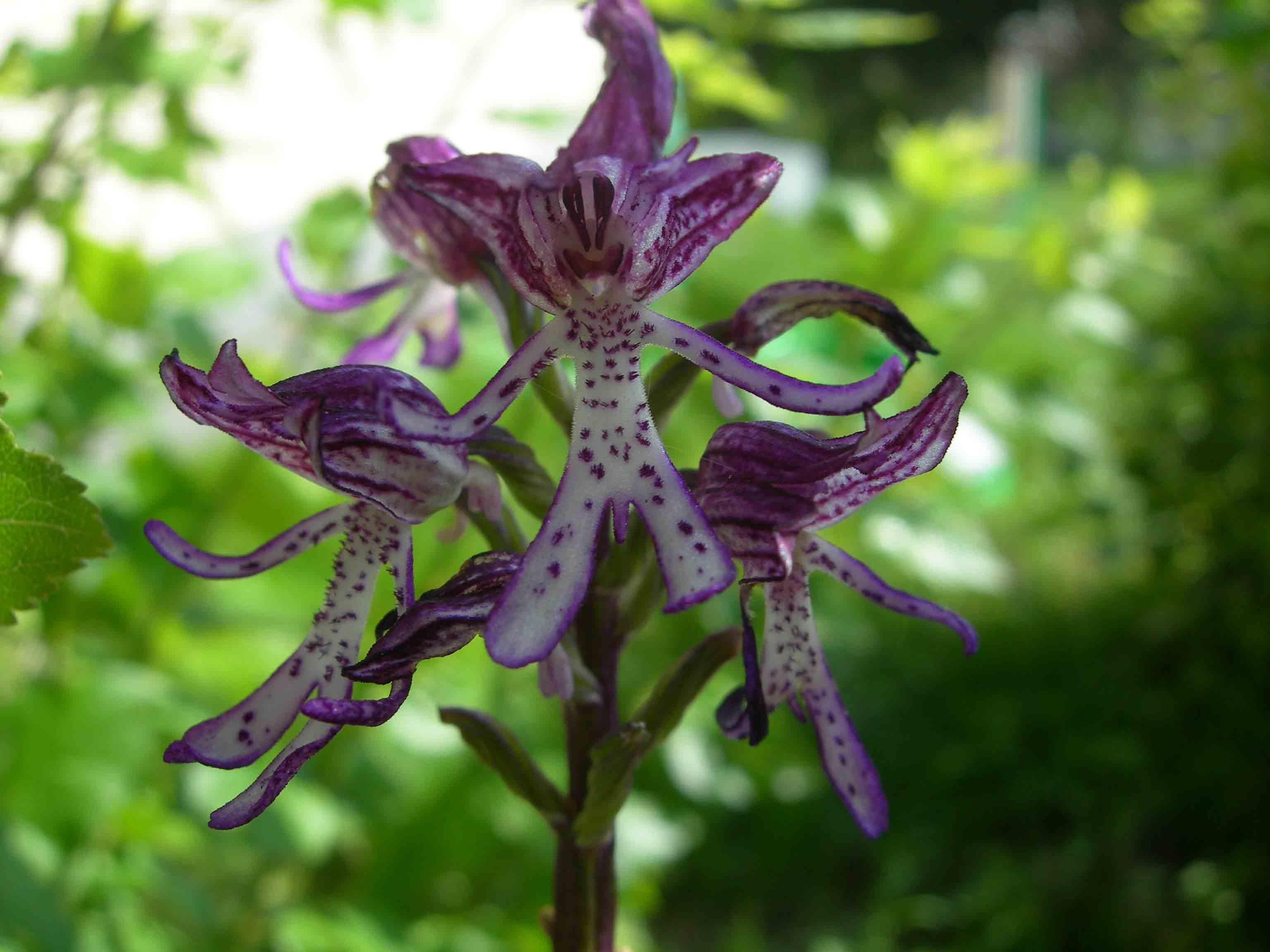 Orchis simia (?)